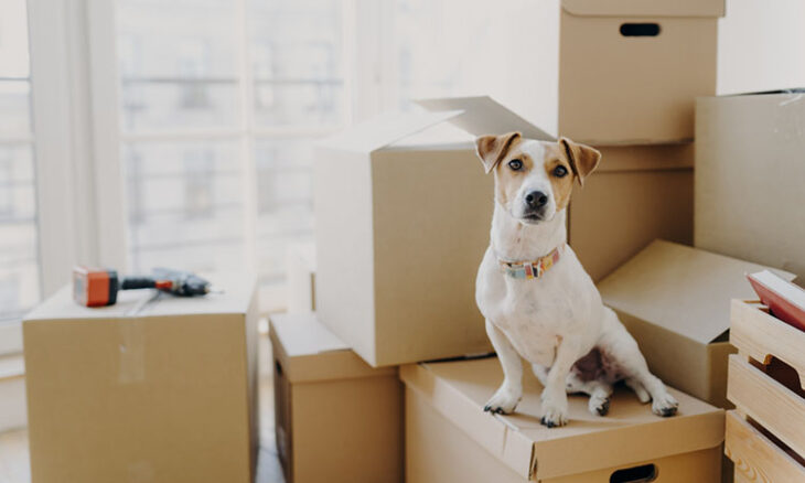Safe Ship Moving Services Highlights Tips for Moving with Pets